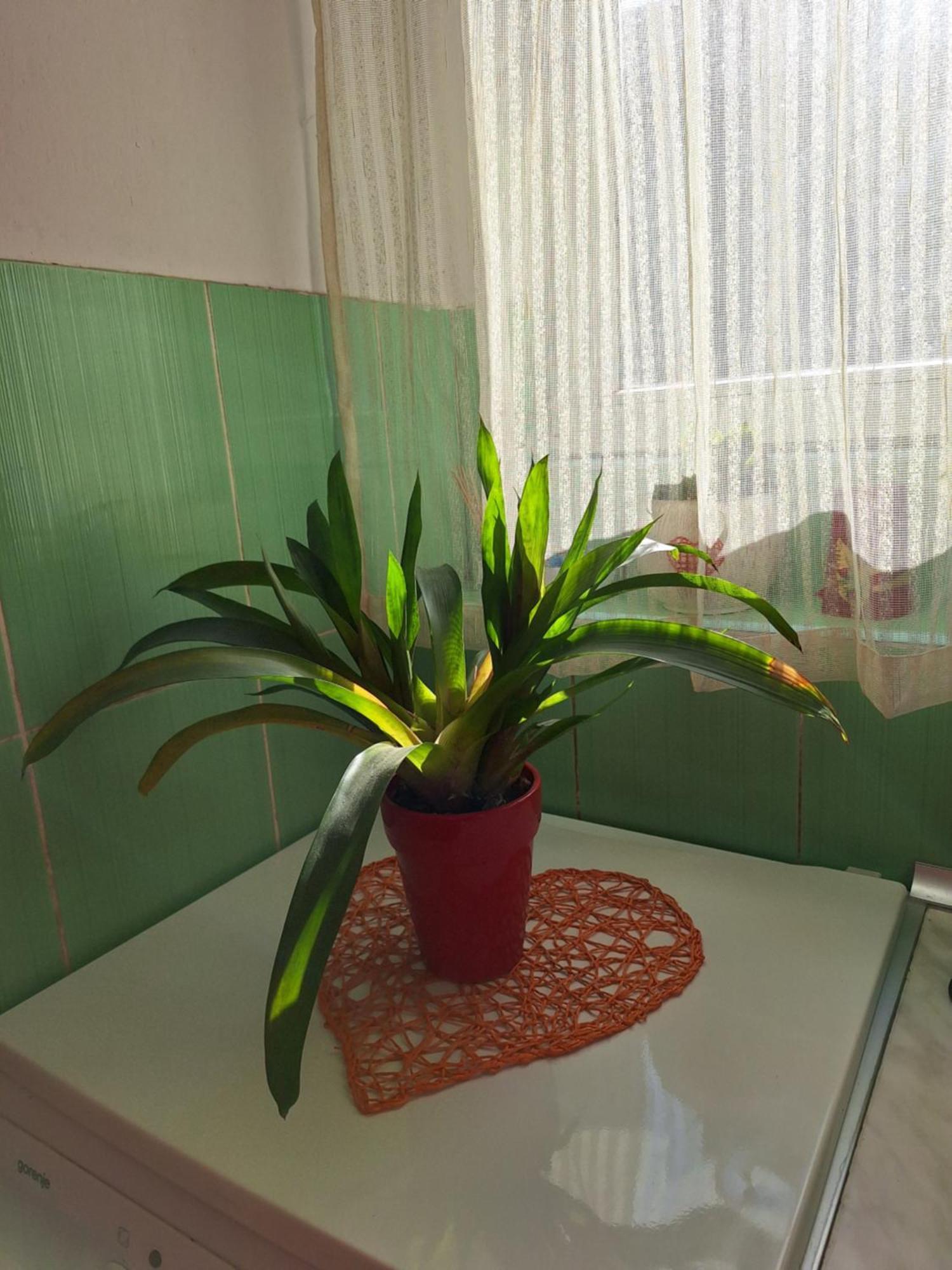 Apartman Maja Apartment